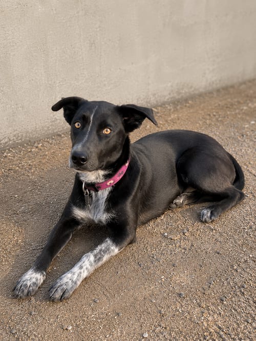 Photo of Merlina Ady, adoptable Catahoula Leopard Dog in Inglewood, California