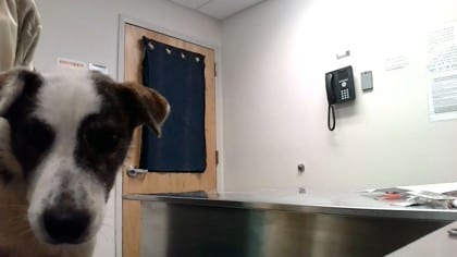 Photo of Cupcake, adoptable dog in Farmington, New Mexico