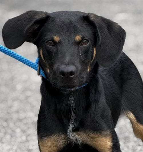 Photo of Chaplin, adoptable German Shepherd Dog in Canfield, Ohio