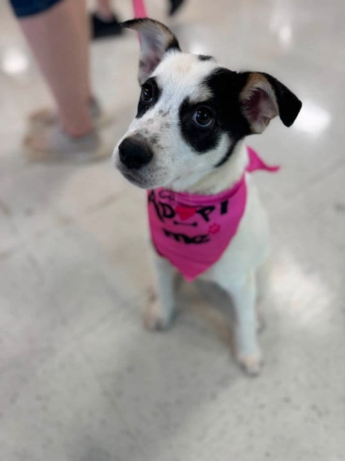 Photo of Brittany- chipmunk litter, adoptable Australian Cattle Dog/Blue Heeler in Holly Springs, North Carolina