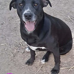 Photo of Roxy 1, adoptable Labrador Retriever in East Hartford, Connecticut