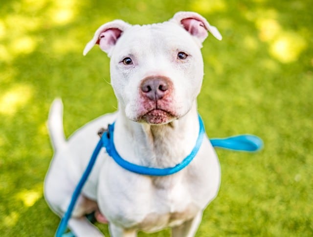 Photo of Lucky, adoptable Pit Bull Terrier in San José, California