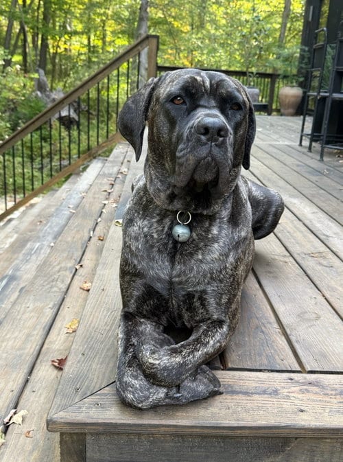 Photo of Penny, adoptable Cane Corso Mastiff in Hudson, New York