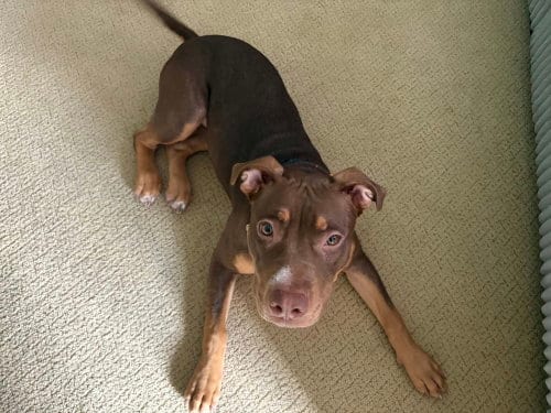Photo of Latte, adoptable Terrier in Springdale, Pennsylvania