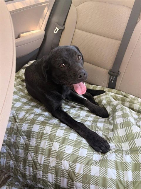 Photo of Rocket, adoptable Labrador Retriever in Sacramento, California