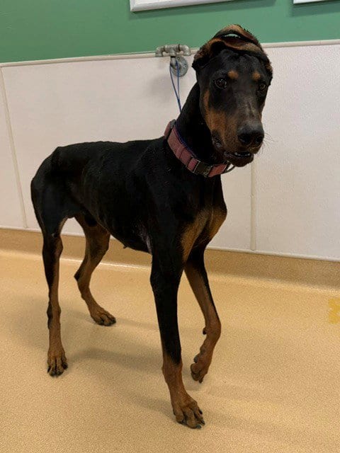 Photo of Rango, adoptable Doberman Pinscher in Placerville, California