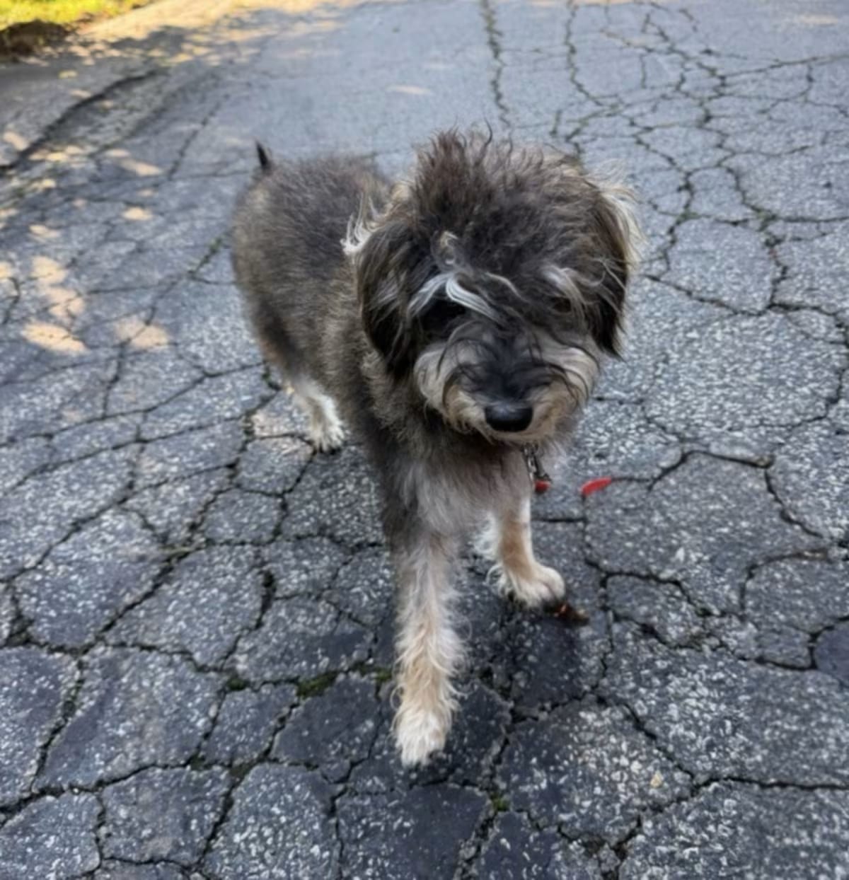 Photo of Ziggy, adoptable Schnauzer (Miniature) in Vineyard Haven, Massachusetts