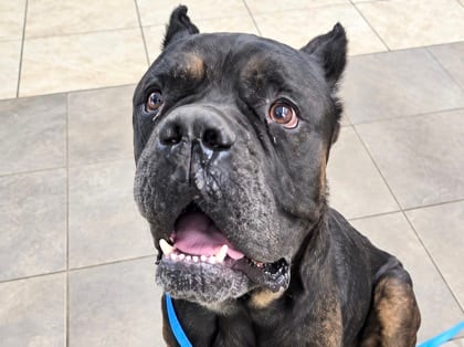 Photo of Kane, adoptable dog in Georgetown, Texas