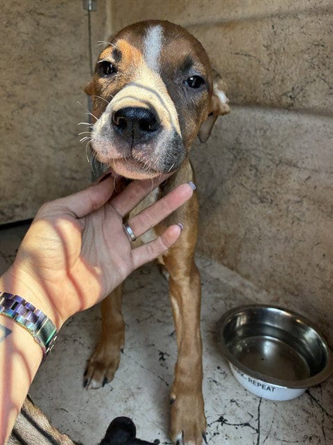Photo of A481227, adoptable Pit Bull Terrier in Oklahoma City, Oklahoma