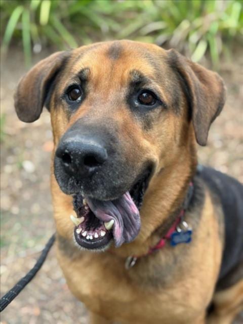 Photo of Samson, adoptable German Shepherd Dog in Woodland, California
