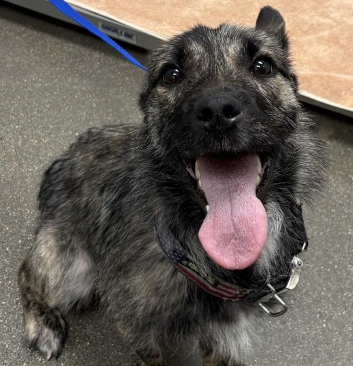 Photo of Bruce, adoptable Terrier (Unknown Type, Medium) in Burlington, Kentucky