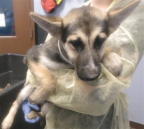 Photo of Mars, adoptable German Shepherd Dog in Phoenix, Arizona