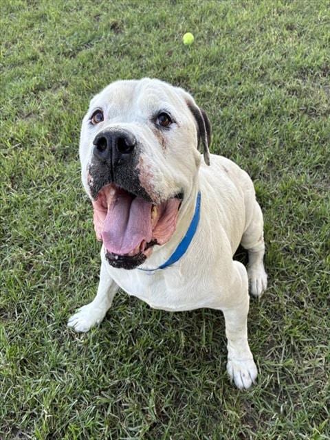 Photo of Baymax, adoptable Mastiff in Riverside, California