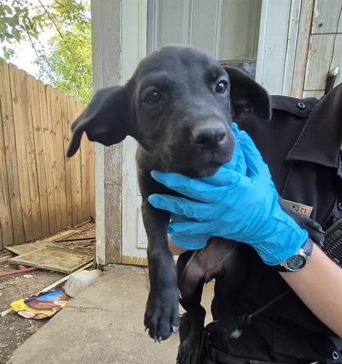 Photo of Puppy 1, adoptable American Staffordshire Terrier in San Antonio, Texas