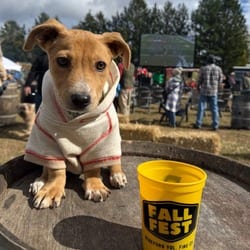 Photo of Roo, adoptable Dachshund Mixed Breed (Medium) in Frederick, Maryland
