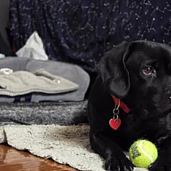 Photo of Barnabus, adoptable Cocker Spaniel Terrier (Unknown Type, Medium) in Beverly Hills, California