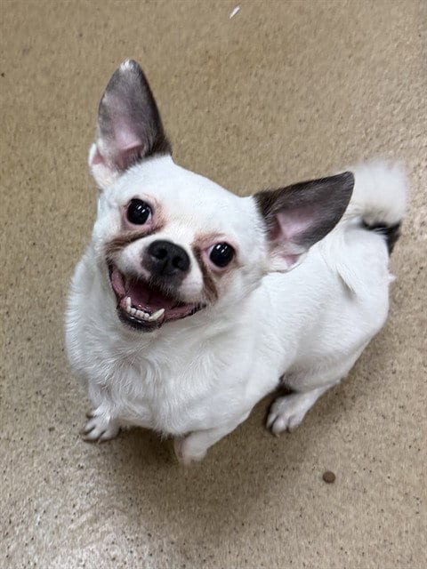 Photo of Poggin, adoptable Chihuahua in Sacramento, California