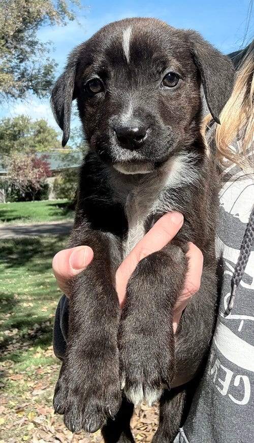 Photo of Zaza, adoptable Pit Bull Terrier in Clarkston, Michigan
