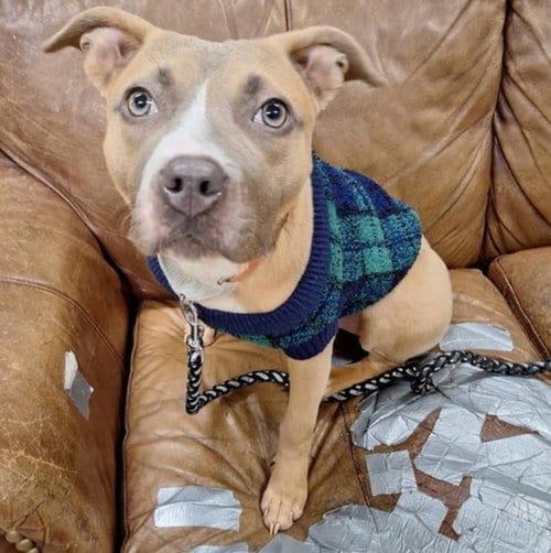 Photo of Tiger, adoptable Pit Bull Terrier in Princeton, Minnesota