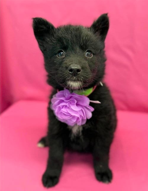 Photo of Vanilla, adoptable Husky in Sedalia, Colorado