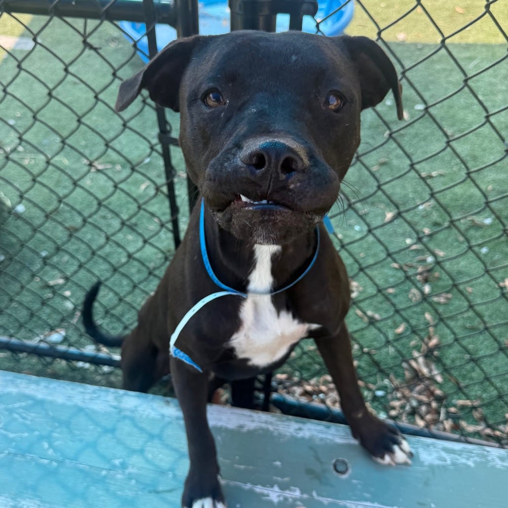 Photo of Raymond, adoptable dog
