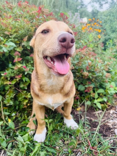 Photo of Hunter, adoptable Carolina Dog in Elizabethtown, Pennsylvania