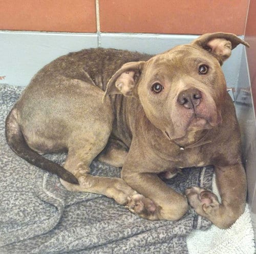 Photo of Bayleaf, adoptable Staffordshire Bull Terrier in Houston, Texas