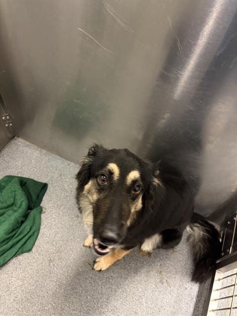 Photo of Sage, adoptable Mixed Breed