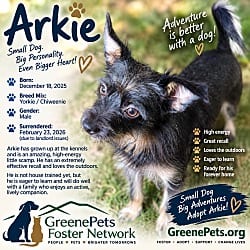 Photo of Arkie, adoptable Yorkie, Yorkshire Terrier Chiweenie in Pluckemin, New Jersey