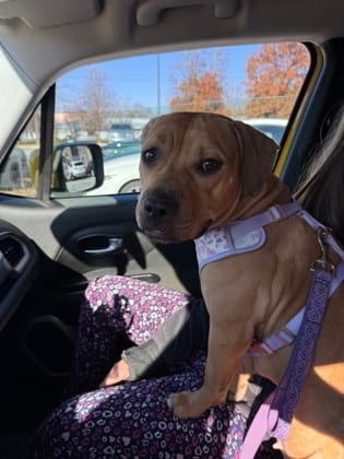 Photo of Kaydence - IN FOSTER, adoptable dog in Chamblee, Georgia