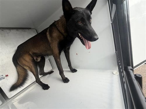 Photo of Champ, adoptable Belgian Shepherd Malinois in Houston, Texas