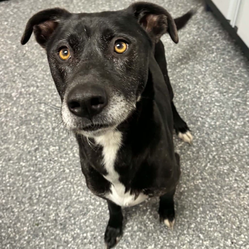 Photo of Brock, adoptable Mixed Breed (Medium) in West Olive, Michigan