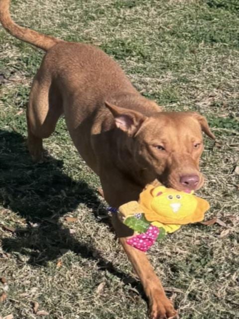 Photo of Daisy, adoptable Pit Bull Terrier in Texas City, Texas