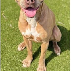 Photo of Domanic, adoptable American Bulldog in Liberty, South Carolina