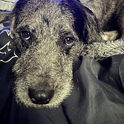 Photo of Bruce, adoptable Irish Wolfhound in Baton Rouge, Louisiana
