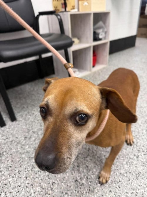 Photo of Everest, adoptable Chihuahua in Front Royal, Virginia