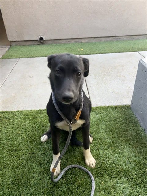 Photo of Mafiosa, adoptable German Shepherd Dog in San Jose, California