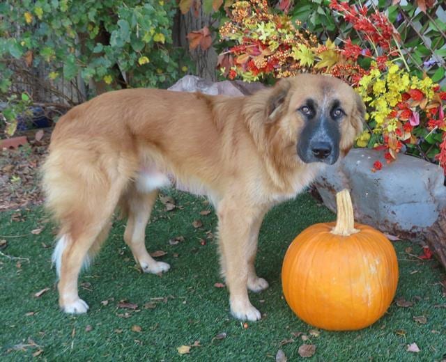 Photo of Zeke, adoptable Great Pyrenees and German Shepherd Dog in Oklahoma City, Oklahoma