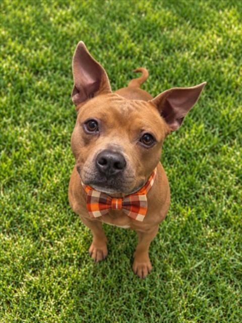 Photo of Ziggy, adoptable American Staffordshire Terrier in Clinton Township, Michigan