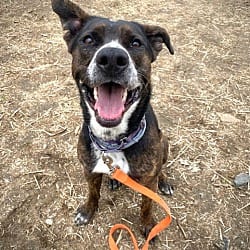Photo of Valentine, adoptable German Shepherd Dog Pit Bull Terrier in Carmel, New York