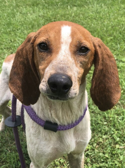 Photo of Sadie, adoptable Hound in Elkins, West Virginia