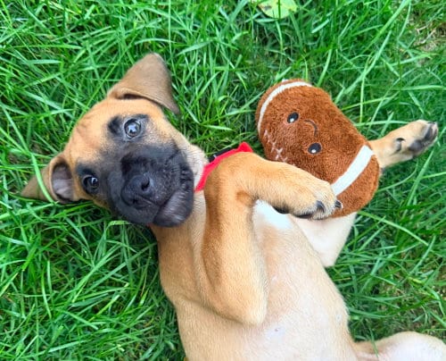 Photo of Bumble, adoptable Labrador Retriever in Springdale, Pennsylvania