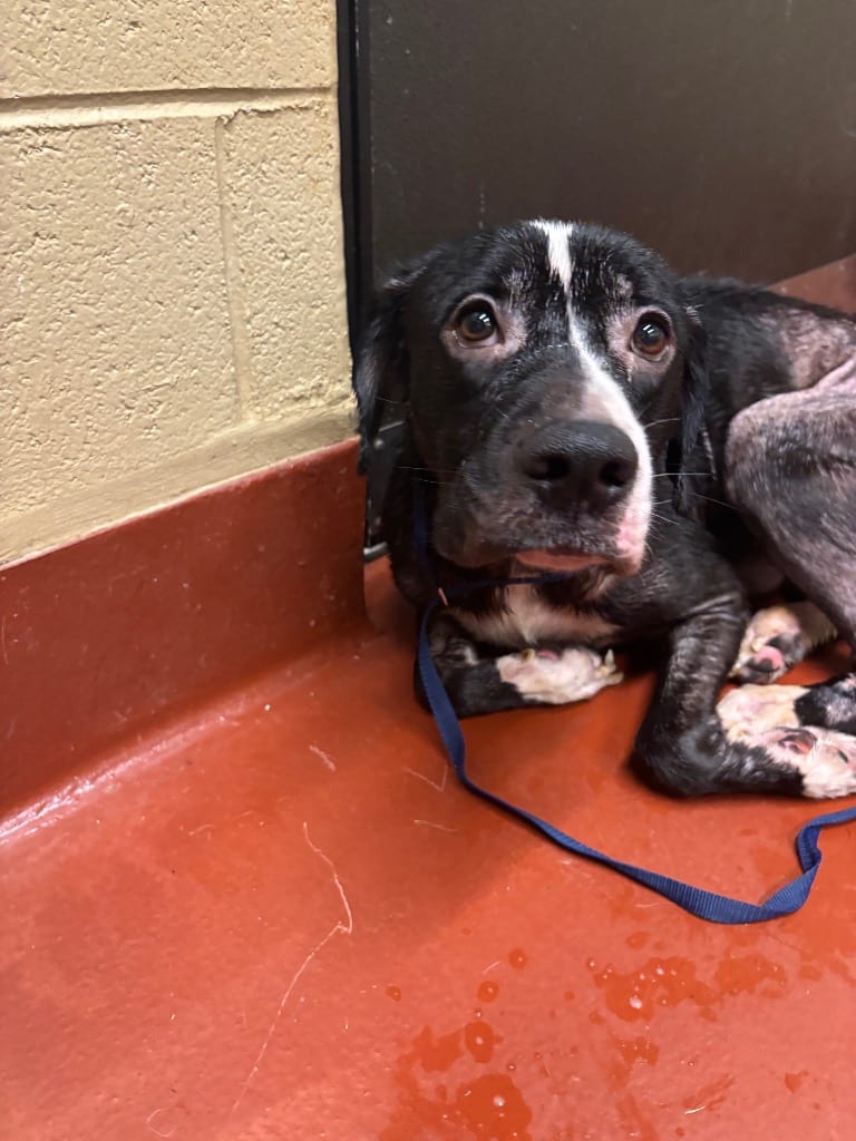 Photo of Kashtyn, adoptable Mixed Breed in Douglasville, Georgia