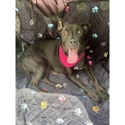 Photo of Shadow, adoptable Terrier (Unknown Type, Medium) in Doral, Florida