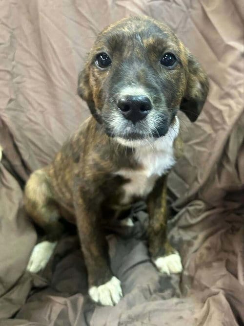 Photo of Johnson Rs : Ruby, adoptable Boxer in Aurora, Indiana