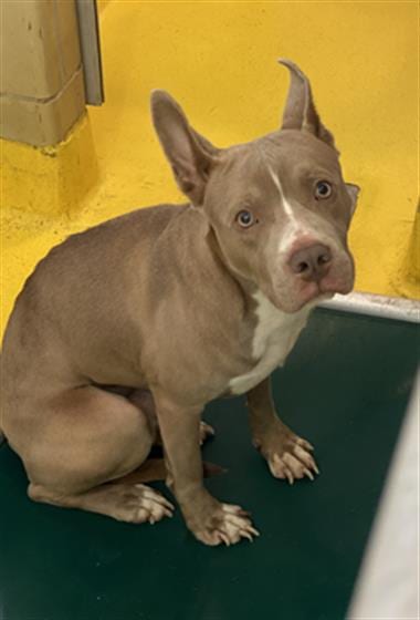 Photo of Rudy, adoptable Pit Bull Terrier in Dallas, Texas