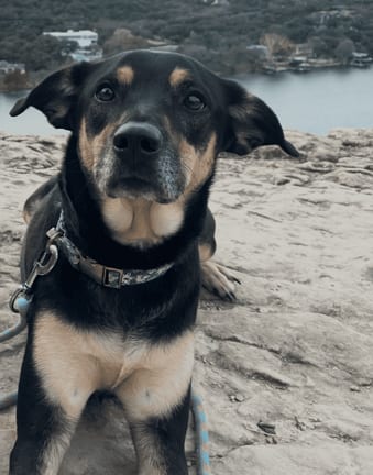 Photo of Hunny, adoptable Shepherd in McKinney, Texas