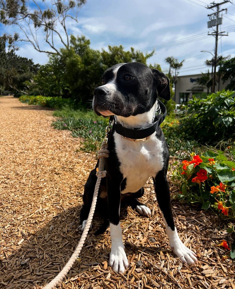 Photo of Vissla, adoptable Pit Bull Terrier in Dana Point, California