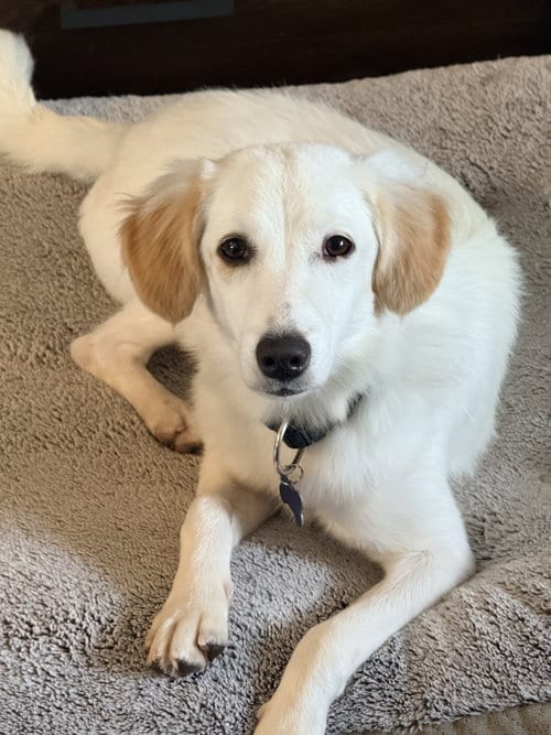 Photo of Veronica, adoptable Beagle in Seattle, Washington