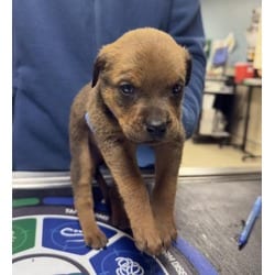 Photo of Coca Cola, adoptable Doberman Pinscher in Jurupa Valley, California